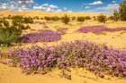 USA, California, Imperial Sand Dunes Recreation Area. Blooming verbena flowers. Art Print